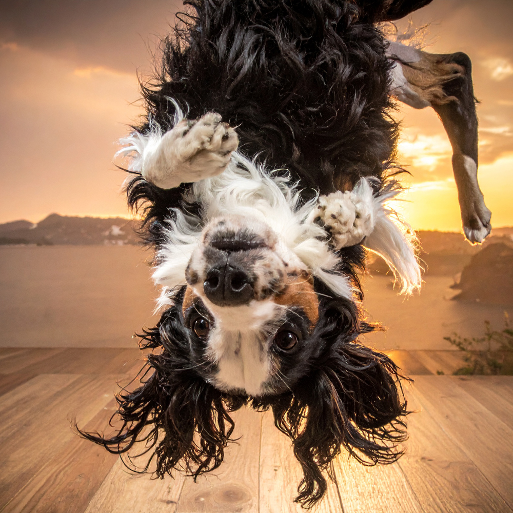 Hund-konster
